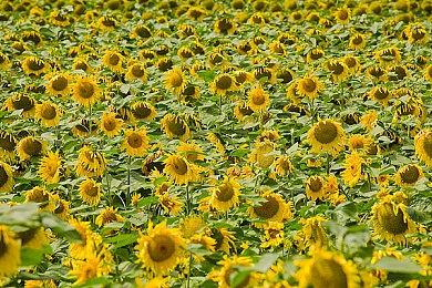 推理视觉小说《流星世界演绎者：Badge & Dagger》上线Steam 支持中文